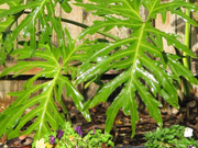 Philodendron Selloum