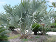 Bismarck Palm