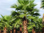 Washingtonia Palm