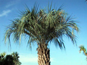 Pindo Palm