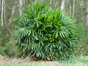 Lady Palm